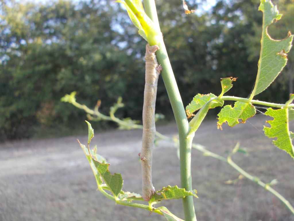 Larva di Geometridae su rosa canina - Hypomecis punctinalis